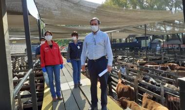 Seremi y gobernadora supervisaron funcionamiento de remate de animales en Linares