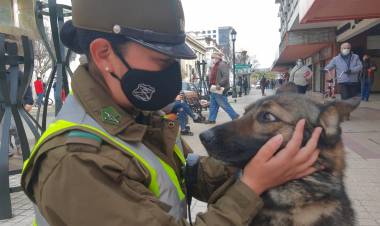 El Maule contará con brigada canina biodetectora de Coronavirus