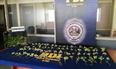 PDI San Javier decomisa 288 plantas de cannabis sativa
