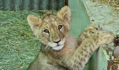 Leoncita Sarabi es la nueva integrante de “Casa Noé, Mundo Animal” de Linares