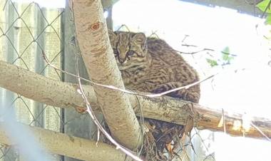 Liberan gato güiña en sector "Los Cipreses"