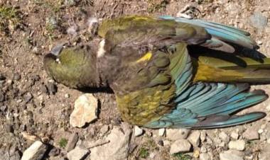 Vecinos denuncian muerte de "Loros Tricahue" en la zona de "Juan Amigo" en el Santuario Achibueno