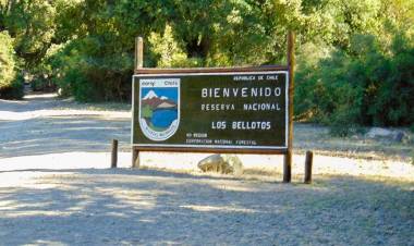 Última Hora: Cuatro personas están extraviadas al interior de la Reserva Nacional "Los Bellotos"