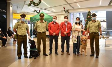 Llegaron a la Región del Maule  perros biodetectores de Covid-19  y prontamente podrán contribuir en la pesquisa de casos positivos