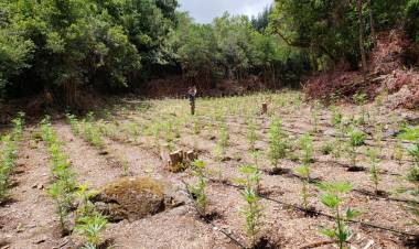 Decomisan más de 2.000 mil plantas de Marihuana en la precordillera de Colbún