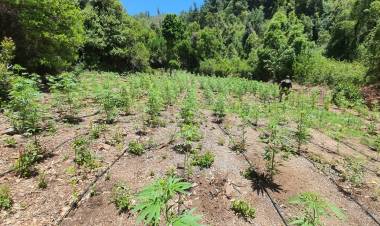 PDI Linares decomisa más de 1.700 plantas de marihuana en sectores precordilleranos de la comuna de Colbún