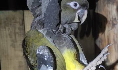 Rescatan “Loro Tricahue” en la zona de Monte Oscuro