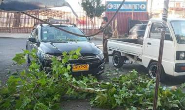 (VIDEO) Preocupa estado de los árboles de la Alameda de Linares