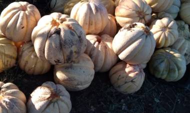 Waldo Alfaro, candidato a alcalde por Linares: “La agricultura familiar campesina requiere de apoyo ahora”