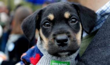 Municipio de Linares convoca a la Primera Jornada de Adopción y Adiestramiento Canino