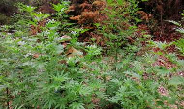 Nuevo decomiso de matas de marihuana