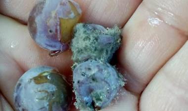 Comenzó pago de bonos para agricultores maulinos afectados por el sistema frontal