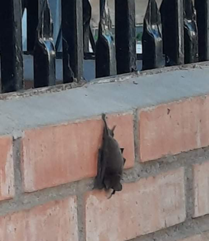 Vecinos de Villa “Jardín del Este” y “María del Valle” preocupados por presencia de murciélagos