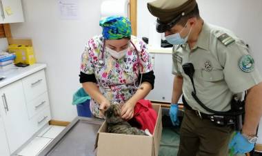 Carabineros rescatan “gatito” y logran salvarle la vida