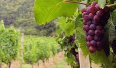 Ximena Rincón pide frenar abusos contra pequeños productores de uva