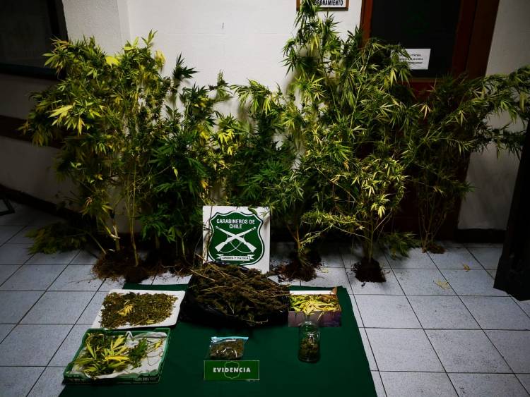 Un detenido por cultivo y microtráfico de marihuana en Villa Presidente Ibáñez