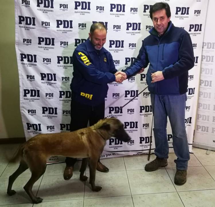 Bicrim de la PDI Linares recupera perra pastor belga malinois tasada en 800 mil pesos