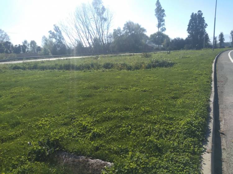 Grave abandono presenta nueva área verde en Circunvalación con Salida Yerbas Buenas