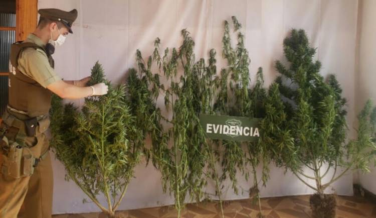 Dos detenidos por cultivo de marihuana