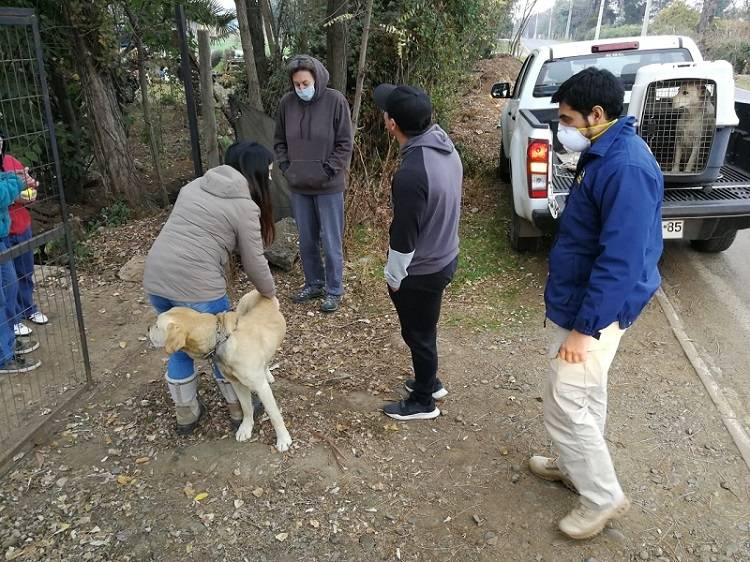 PDI rescata a perros labradores desnutridos y amarrados con cadenas y candados