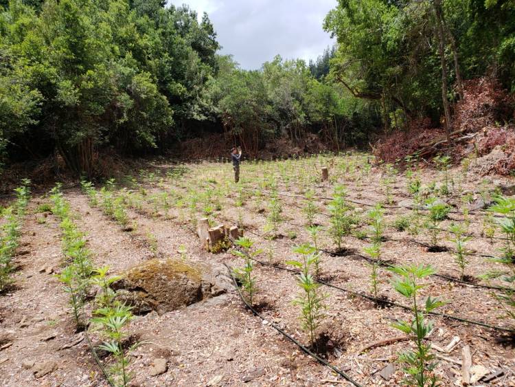 Decomisan más de 2.000 mil plantas de Marihuana en la precordillera de Colbún