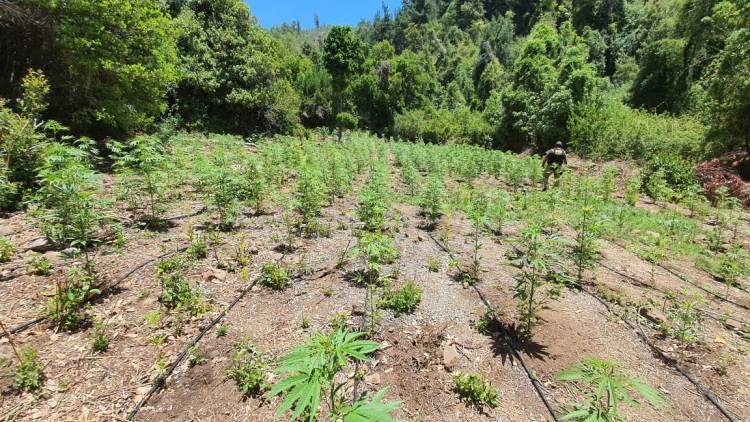 PDI Linares decomisa más de 1.700 plantas de marihuana en sectores precordilleranos de la comuna de Colbún