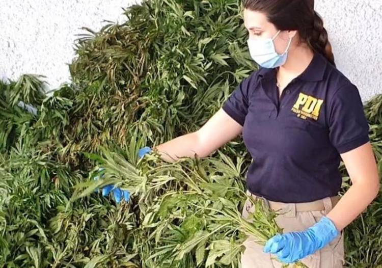 En sector “Los Boldos” de la comuna de Colbún la PDI de Linares decomisa 2 mil plantas de cannabis sativa