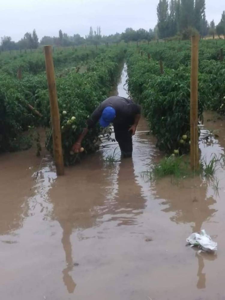 Más de 3.500 campesinos se vieron afectados por granizos y lluvias de verano en el Maule y O'Higgins