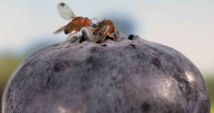 Plaga de moscas de “alas manchadas” está afectado la producción de berries de la provincia de Linares
