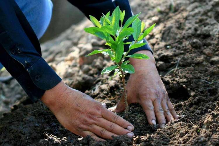 CONAF Maule mostró avances en  recuperación de quebradas con plantas nativas en localidad de Nirivilo
